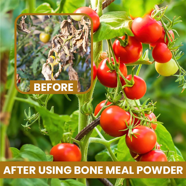 LIMETOW™ Bone Meal Powder