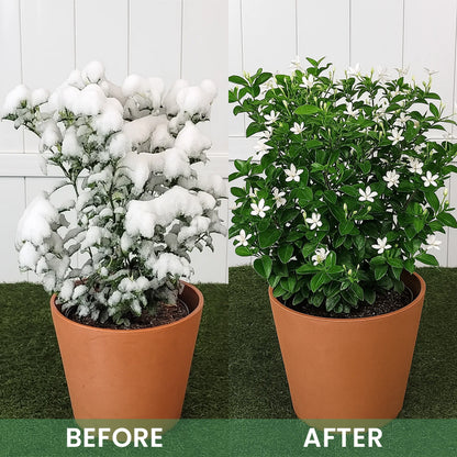 LIMETOW® Plant Antifrost Agent – The Only Frost Protection That Works Inside the Plant
