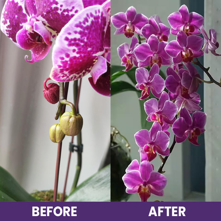 LIMETOW™ Orchid Plus Bloom Booster