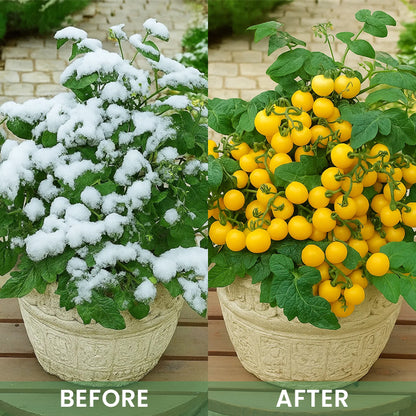 LIMETOW® Plant Antifrost Agent – The Only Frost Protection That Works Inside the Plant