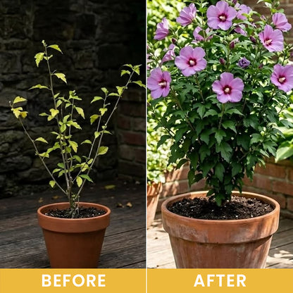 LIMETOW® Plant Vitality Booster