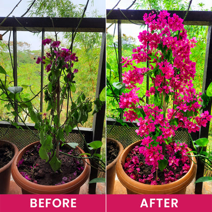 LIMETOW® Flower Regeneration Agent
