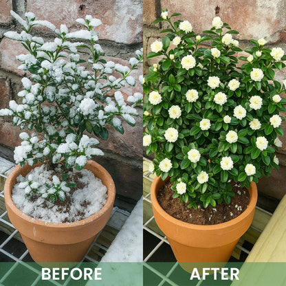 LIMETOW® Plant Antifrost Agent – The Only Frost Protection That Works Inside the Plant